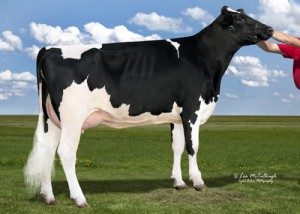wcd-zbw-supersire-lavage